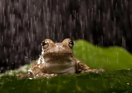 Фотография Grey Tree Frog автор Stuart Berman на 500px Gray Tree Frog, Frog And T...