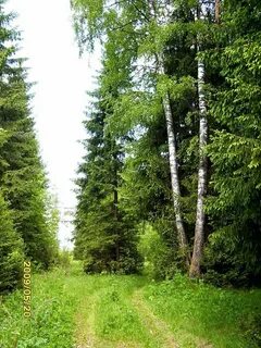 Улица лес
