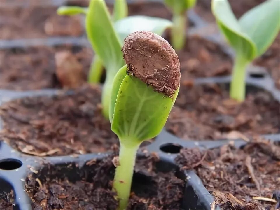 Проросшие семена арбуза. Арбуз пророс. Прорастили семена арбуза. Как всходит Арбуз. Как выглядят всходы арбуза.