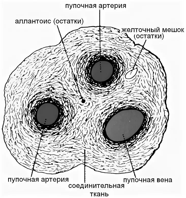 Строение пуповины гистология. Строение пупочного канатика гистология. Пупочный канатик гистология препарат с обозначениями. Пупочный канатик строение.