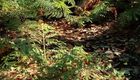 Unreal engine megascans