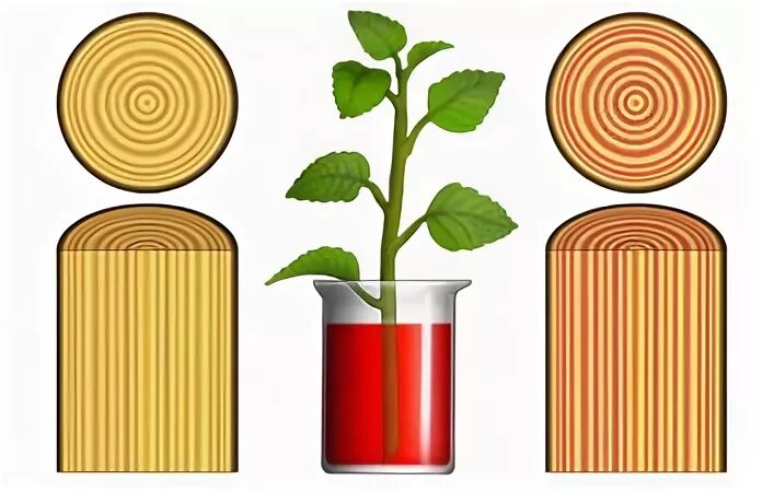 Опыт доказывающий движение воды и Минеральных веществ по древесине. Передвижение питательных веществ по стеблю. Передвижение воды и Минеральных веществ по стеблю. Опыт передвижение воды и Минеральных веществ по стеблю. Какой слой стебля окрасился в подкрашенной воде
