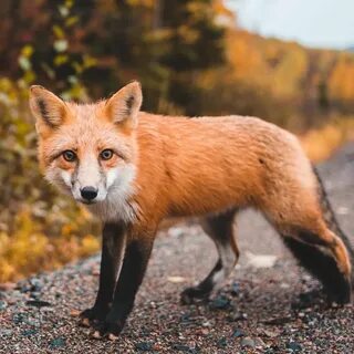 Fox pics