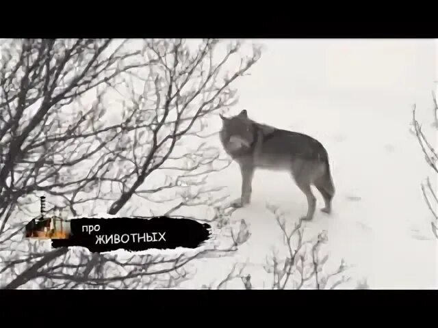 Курский волк