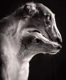 Псовая борзая