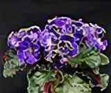 Фиалка optimara ever grace. Фиалка optimara ever beautiful. Фиалка optimara ever beautiful. Optimara everjoy фиалка. Optimara ever joy фиалка.