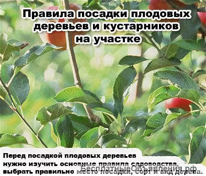 Совместимость посадки плодовых деревьев. Совместимость плодовых деревьев. совместимость плодовых в саду. несовместимость плодовых деревьев и кустарников в саду. совмещение плодовых деревьев и кустарников на участке.
