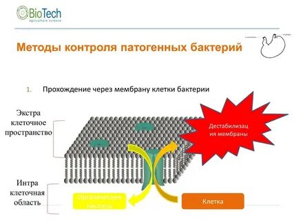 Мембрана бактерий