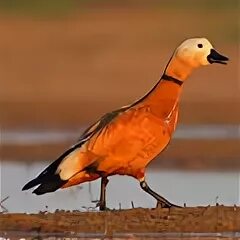 Утка сканворд 5