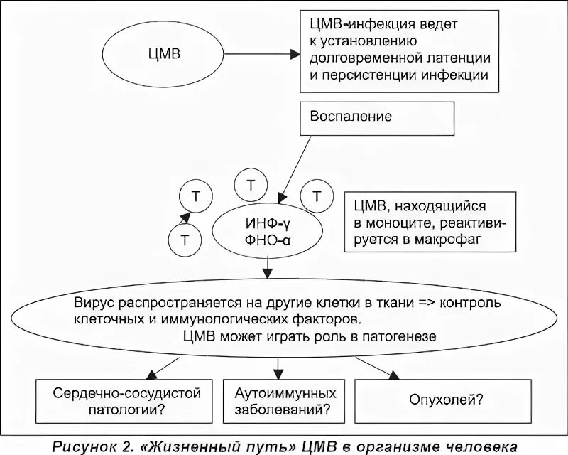 Определение цмв. Определение цмв