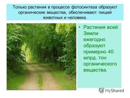 Кто назвал роль зеленых растений на земле