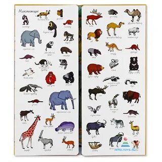 Книга найди и покажи животные
