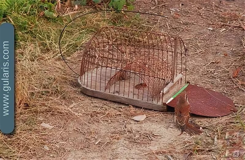 Чертежи ловушки фазана. ЛОВУШКА лучок на фазана. ЛОВУШКА клетка на фазана. ЛОВУШКА для птиц фазанов. Силки на фазана