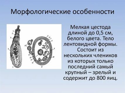 Какой цифрой обозначена на рисунке финна эхинококка