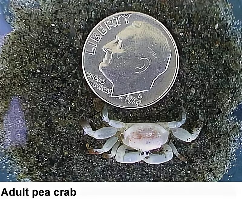 Краб Горошинка. Краб горошина в устрице. Burrow Pea краб. Краб горошина фото. You know the crab like money