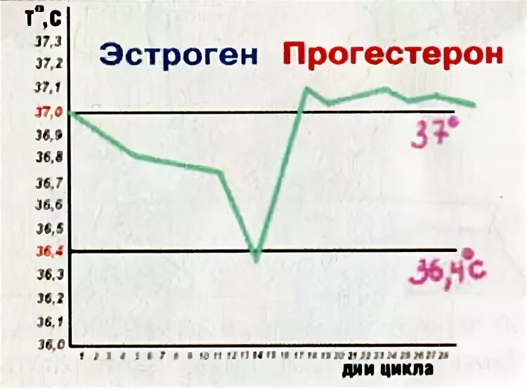 Либидо по дням цикла. Влечение по дням цикла. Уровень либидо по дням цикла. Либидо у женщин по дням цикла.