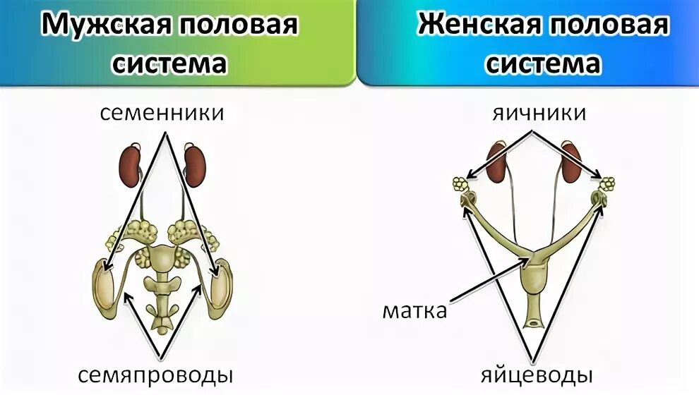 Женский половой орган млекопитающих