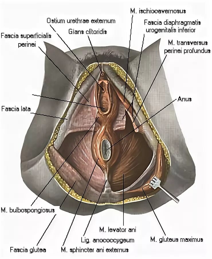 Фасции мочеполовой диафрагмы. Мочеполовая промежность. Мочеполовая диафрагма у мужчин. Мочеполовая диафрагма анатомия.
