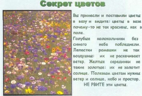 Мама любит полевые луговые