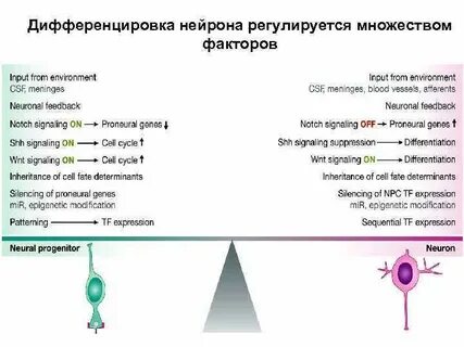 Признаки дифференцировки