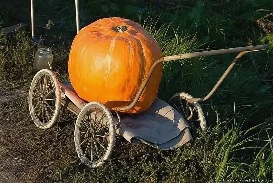 Тыквенный спас какого. Тыквенный спас.