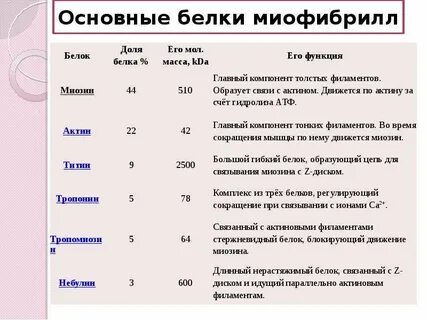Основные белки миофибрилл