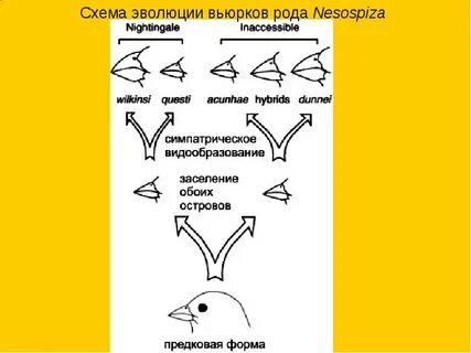 Заполните схему эволюция