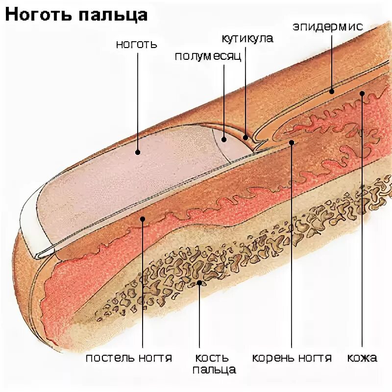 ткани пальца какие