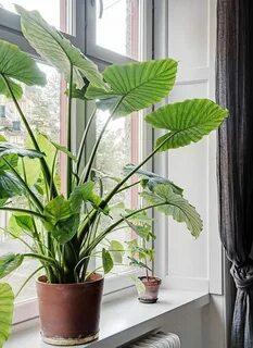 Des plantes