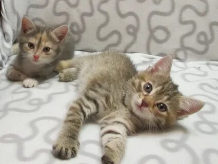 Кошка малышка песня