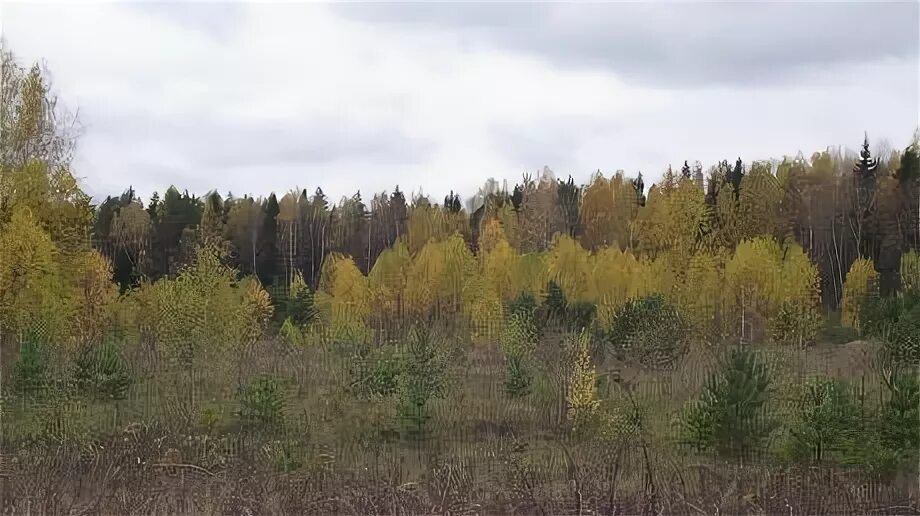 Заросшее поле. Поле заросшее лесом. Заросшая лесом пашня. Заброшенные зарастающие поля картинки. Поля зарастают лесом