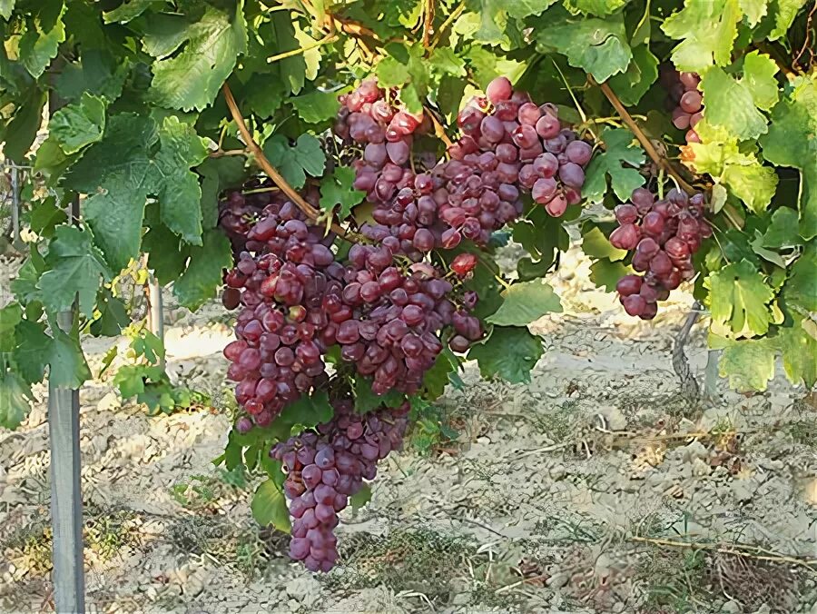 Виноград кармен. Сорта винограда Кармен. Виноград Кармен вкус. Виноград Кармен фото. Виноград Кармен красный.