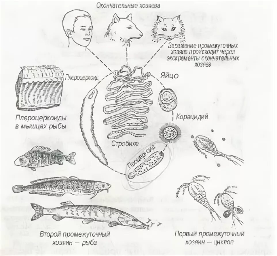 Жизненный цикл широкого лентеца схема. Широкий лентец жизненный цикл. Широкий лентец жизненный цикл схема. Широкий лентец цикл развития.