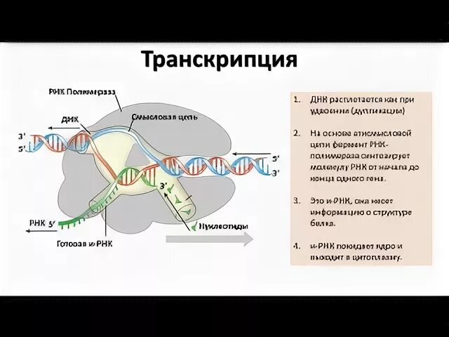 Транскрипция синтез рнк на матрице днк. Инициация транскрипции у эукариот схема. Направление транскрипции. Гапрвленип транскриции. Транскрипция направление синтеза.
