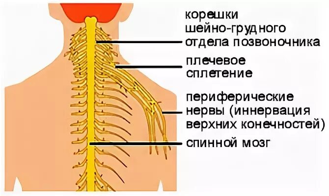 Нервные корешки грудного отдела. Нервные корешки шейных позвонков. Нервные корешки шейного отдела позвоночника. Лечение защемления нерва в грудном отделе позвоночника