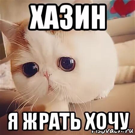 Я хочу жрать. Я хочу жрать Мем. Я жру. Я хочу жрать картинки.