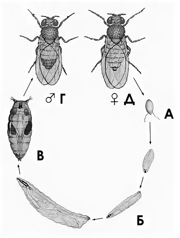 Зеленая мясная муха тип развития. Жизненный цикл мухи дрозофилы. Личинка мушки дрозофилы. Жизненный цикл мошки.