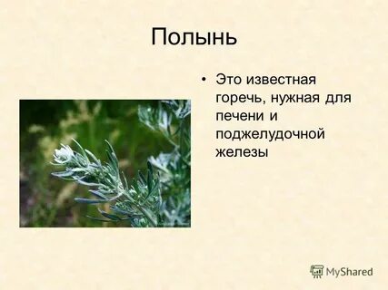 Полынь состав