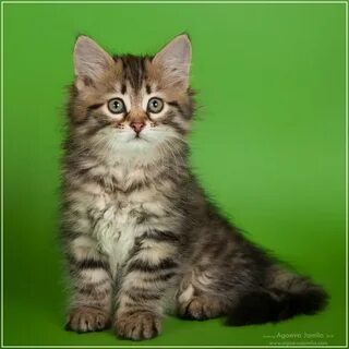 Вес сибирских котят
