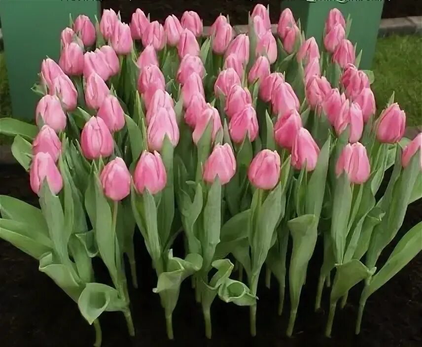 Aafke тюльпан фото Aafke Tulipanes