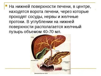На поверхности печени расположен пузырь