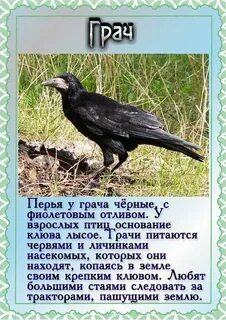 Интересно о грачах