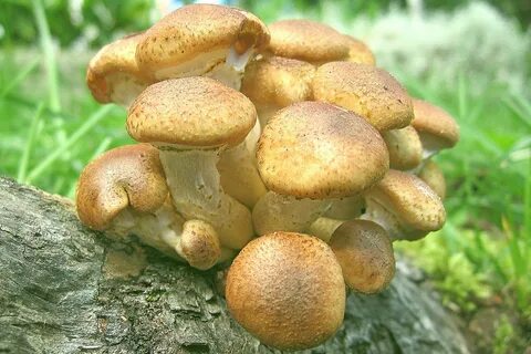 Картинка опята грибы