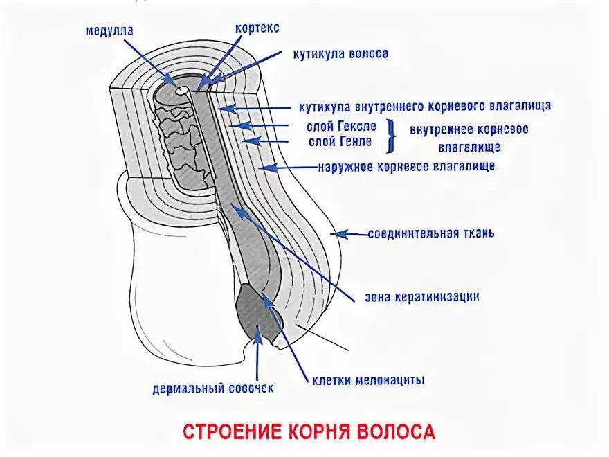 Слои корня волос