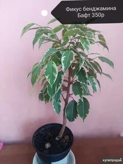 Авито фикус бенджамина