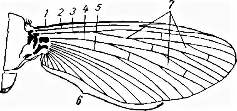 Оборудования для исследования строения крыла бабочки. Схема жилкования крыла насекомого. Строение жилок крыльев насекомых. Жилкование крыльев насекомых строение. Перепончатокрылые строение крыльев.