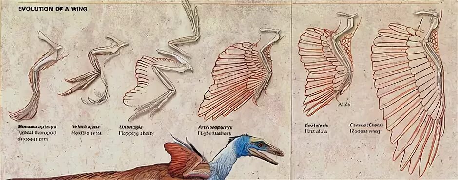 Эволюция птиц. Эволюция крыла. Эволюция крыла птицы. Эволюция крыльев.