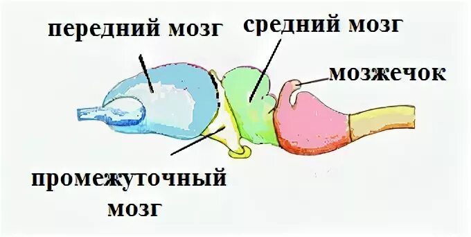 Особенности мозга пресмыкающихся. Нервная система черепахи схема. Нервная система черепахи. Мозг черепахи строение. Головной мозг пресмыкающихся.