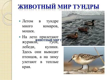 Почему в тундре