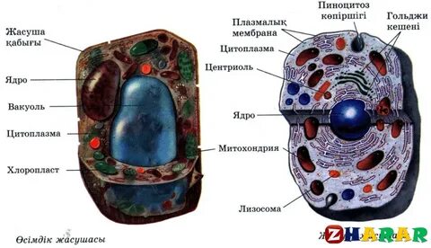 Жануар жасушасында жиналады